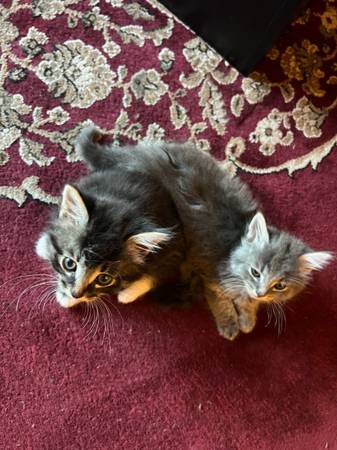 Rehoming bonbay / bangel mix kittens (Federal way)63853557863299121