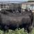 Brangus & Brangus Cross Replacement Heifers 19 thumbnail