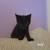 Kittens 6 thumbnail