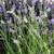 Large Lavender Bunches Fantastic Smell Home DecorParties Weddings Gift 2 thumbnail