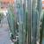 San Pedro Cactus 1 thumbnail