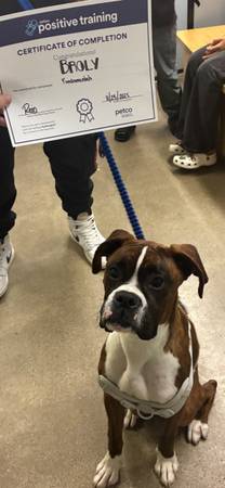 Boxer (Chula Vista)