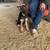 Mascotas/Dog German Shepherd 1 thumbnail