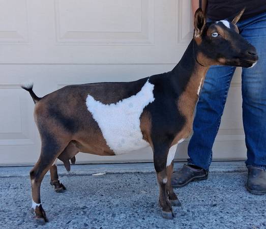 Nigerian Dwarf Does & Buck 1