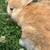 Rabbits 8 thumbnail