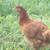 RIR pullets 2 thumbnail