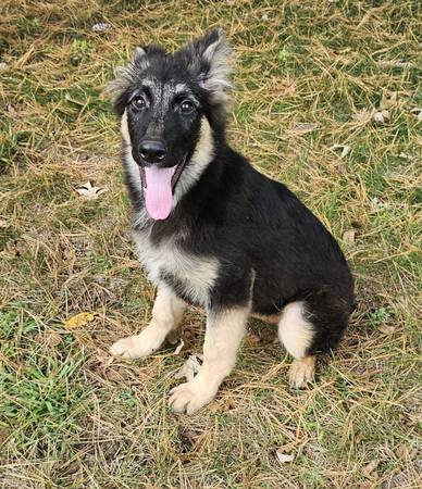 Shepherd63844234059139120