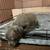 Pitbull puppies 6 thumbnail