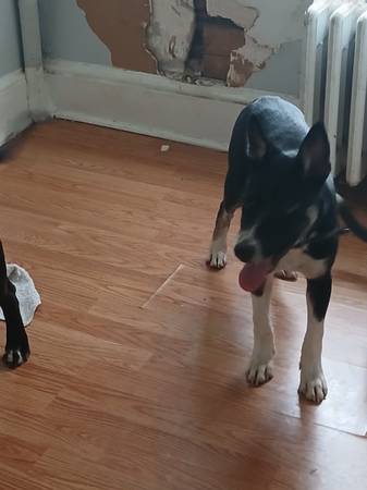 German shepherd husky 4 months 1