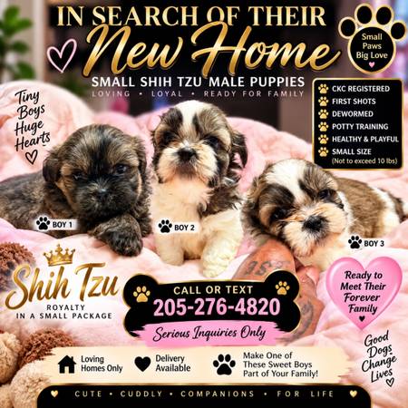Tiny CKC Shih Tzu Puppies Seeking Loving Homes 🐾 1