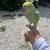 Indian ring neck 3 thumbnail