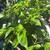 Habanero plants 5 thumbnail