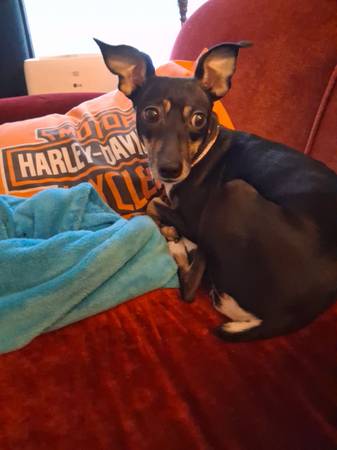 Macho terrier de rata/jack russell o fox terrier buscado (Tacoma)63874560989185121