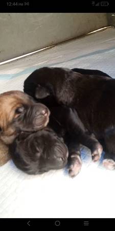 German Shepherd/ Huskys pups 1