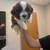 Teddy Bear puppies 1 thumbnail
