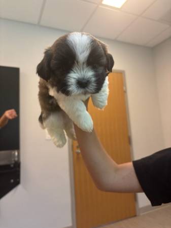 Teddy Bear puppies 1