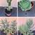 Succulents, cacti, other plants 6 thumbnail