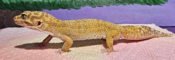 Leopard gecko. (Needs home asap) (Janesville)63735854723329122