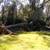Chipping, stump grinding, felling, trimming, weed whacking, firewood splitting, 6 thumbnail