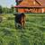 Herd Bull Prospect 2 thumbnail