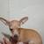 Chihuahua male de 5 meses 3 thumbnail