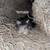 Farm kittens 1 thumbnail