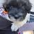 Havanese rehoming 3 thumbnail