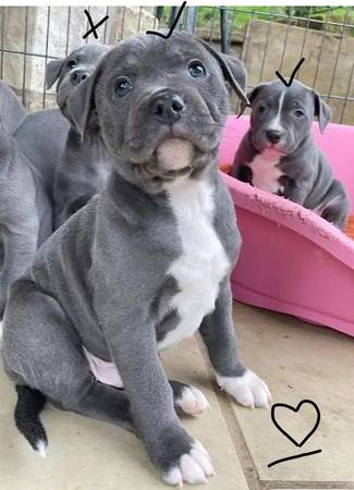 Gray Color Puppy (Visalia-Tulare)63873027356675120