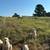 Great Pyrenees Livestock Guardian Dogs 5 thumbnail