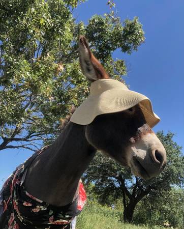 Miniatura de burro Jenny de un año - $2500 (Fredericksburg)63471404414723120