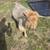 Nigerian Dwarf 1 thumbnail