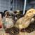 Day old chicks 4 thumbnail