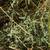 Alfalfa hay 1 thumbnail