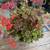 Geranium Vancouver Centennial Plant 2 thumbnail