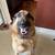 Purebred German Shepard 3 thumbnail