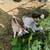 Goats Momma and Babies 5 thumbnail