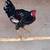 Game roosters 4 thumbnail