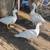 Ducks 2 thumbnail