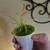 Carnivorous plant 2 thumbnail