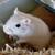 Gerbils 2 thumbnail