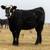 Registered Angus and Angus x Yearling heifers for sale 1 thumbnail