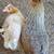 Young hens 6 thumbnail