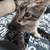 2 kittens 5 thumbnail
