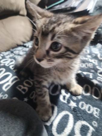 2 gatitos (Chula Vista)602321144146841604