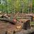 Free pine logs 4 thumbnail