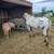 Horse gelding 2 thumbnail