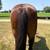 10 yr old Draft Cross gelding fancy broke 5 thumbnail