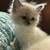 PreciousRagdollkittens 1 thumbnail