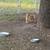 Lab puppy rehoming 3 thumbnail