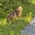 Caucasian shepherd free to good home 7 thumbnail